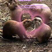 ヒメ日記 2025/09/22 20:02 投稿 ララ ナンバーゼロハチイチ