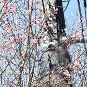 ララ 🌸🌸🌸 ナンバーゼロハチイチ