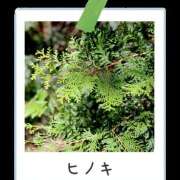 ヒメ日記 2026/04/08 19:15 投稿 ララ ナンバーゼロハチイチ