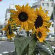 ヒメ日記 2025/06/17 08:19 投稿 水野 まき ベストマダム