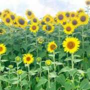 ヒメ日記 2025/07/23 08:09 投稿 水野 まき ベストマダム