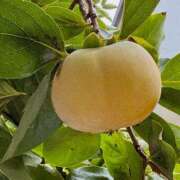 ヒメ日記 2025/10/16 09:53 投稿 水野 まき ベストマダム