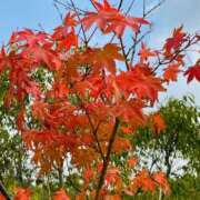 ヒメ日記 2025/11/02 07:57 投稿 水野 まき ベストマダム