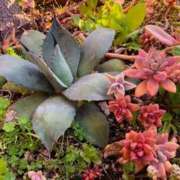 ヒメ日記 2025/11/08 09:58 投稿 水野 まき ベストマダム