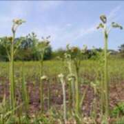 ヒメ日記 2026/03/25 09:40 投稿 水野 まき ベストマダム