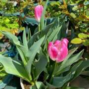 ヒメ日記 2026/04/09 08:20 投稿 水野 まき ベストマダム