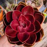 ヒメ日記 2026/04/14 08:42 投稿 水野 まき ベストマダム