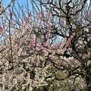 ヒメ日記 2025/03/24 10:09 投稿 しほ 性の極み 技の伝道師 ver. 匠