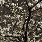 ヒメ日記 2025/03/28 21:35 投稿 しほ 性の極み 技の伝道師 ver. 匠