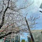 ヒメ日記 2025/04/08 15:36 投稿 しほ 性の極み 技の伝道師 ver. 匠