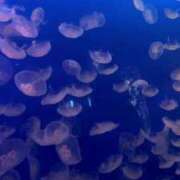 ヒメ日記 2025/04/23 09:25 投稿 しほ 性の極み 技の伝道師 ver. 匠