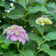 ヒメ日記 2025/05/29 18:58 投稿 しほ 性の極み 技の伝道師 ver. 匠