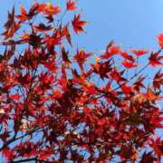 ヒメ日記 2025/11/16 11:25 投稿 しほ 性の極み 技の伝道師 ver. 匠