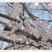 ヒメ日記 2026/03/30 08:56 投稿 琴音(ことね) MERMAID～マーメイド～