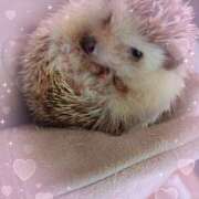 いるか いるかです🐬 池袋あられ