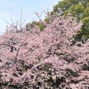 ヒメ日記 2025/03/16 08:10 投稿 ゆり 初体験