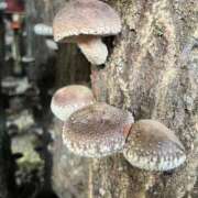 ヒメ日記 2025/01/15 09:22 投稿 レオン選手 お願いマラどーな