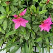 なのか 突然の… 熟女の風俗アウトレット大垣安八羽島店