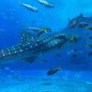 ヒメ日記 2025/01/21 22:37 投稿 九蘭 雫 バルボラ マリン