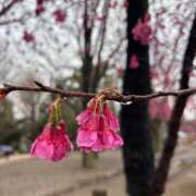 ヒメ日記 2025/03/29 11:07 投稿 九蘭 雫 バルボラ マリン