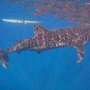 ヒメ日記 2025/09/25 14:27 投稿 九蘭 雫 バルボラ マリン