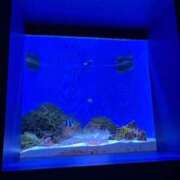 ヒメ日記 2025/10/02 11:37 投稿 九蘭 雫 バルボラ マリン