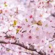 ヒメ日記 2025/03/28 15:46 投稿 りむ 西船人妻花壇