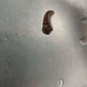 ヒメ日記 2025/06/06 22:40 投稿 りむ 西船人妻花壇