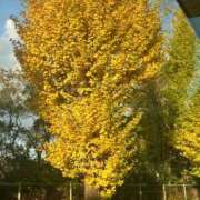 ヒメ日記 2025/11/17 08:24 投稿 りむ 西船人妻花壇