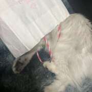 ヒメ日記 2026/03/04 23:33 投稿 りむ 西船人妻花壇