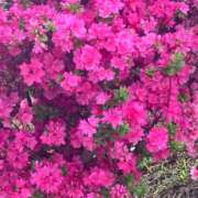 ヒメ日記 2026/04/13 09:20 投稿 りむ 西船人妻花壇