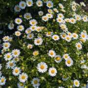 みと ありがとうございます 奥鉄オクテツ神奈川店（デリヘル市場グループ）