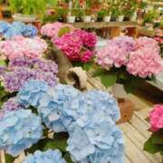 ヒメ日記 2025/06/02 07:20 投稿 癒空（ゆあ） エスペランサ新館