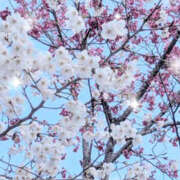 ヒメ日記 2025/04/14 12:26 投稿 わかば☆おっとり癒し系新妻 松戸人妻城