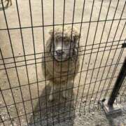 ヒメ日記 2025/04/19 22:09 投稿 さほ ぷるるん小町梅田店