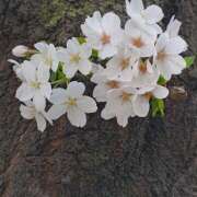 ヒメ日記 2025/04/08 09:20 投稿 あん しゅうかつ倶楽部