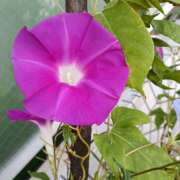 ヒメ日記 2025/09/12 07:25 投稿 あん しゅうかつ倶楽部