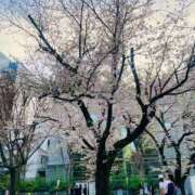 ヒメ日記 2025/04/11 13:05 投稿 めろ 栃木宇都宮ちゃんこ