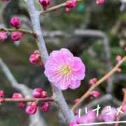 ヒメ日記 2025/03/28 14:27 投稿 ななみ DIVAセカンドシーズン土浦店