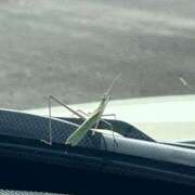 ヒメ日記 2025/07/18 16:17 投稿 ななみ DIVAセカンドシーズン