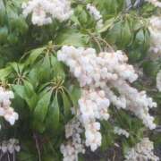 ヒメ日記 2025/02/22 11:36 投稿 しほ club さくら日本橋店