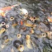 ヒメ日記 2025/03/02 10:16 投稿 しほ club さくら日本橋店