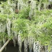 ヒメ日記 2025/04/13 11:56 投稿 しほ club さくら日本橋店