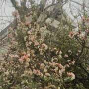 ヒメ日記 2025/05/03 07:26 投稿 しほ club さくら日本橋店