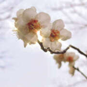 ヒメ日記 2025/02/19 10:18 投稿 なお ケープエンジェル