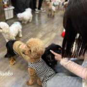 ヒメ日記 2025/05/29 16:30 投稿 まあこ タレント倶楽部