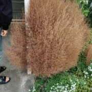 ヒメ日記 2025/11/16 10:56 投稿 沢田 人妻楼 木更津店