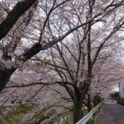 ヒメ日記 2026/04/01 14:33 投稿 沢田 人妻楼 木更津店