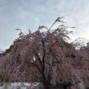 ヒメ日記 2025/03/25 05:34 投稿 菊川　久美 30・40・50代☆人妻熟女コレクション