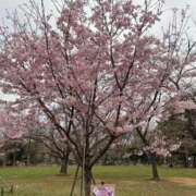 ヒメ日記 2025/03/28 08:02 投稿 菊川　久美 30・40・50代☆人妻熟女コレクション